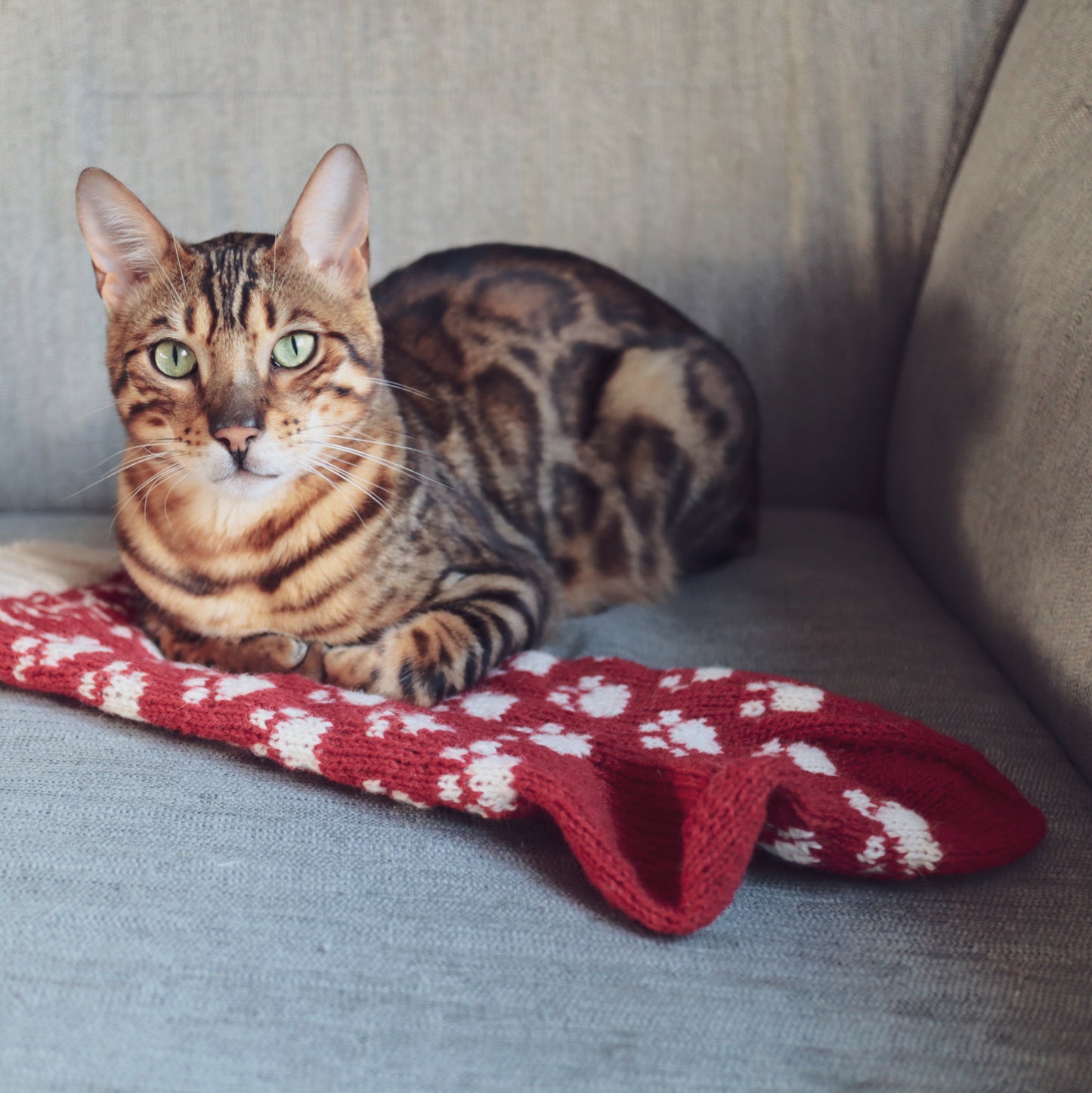 Paws Christmas Stocking pattern for pets