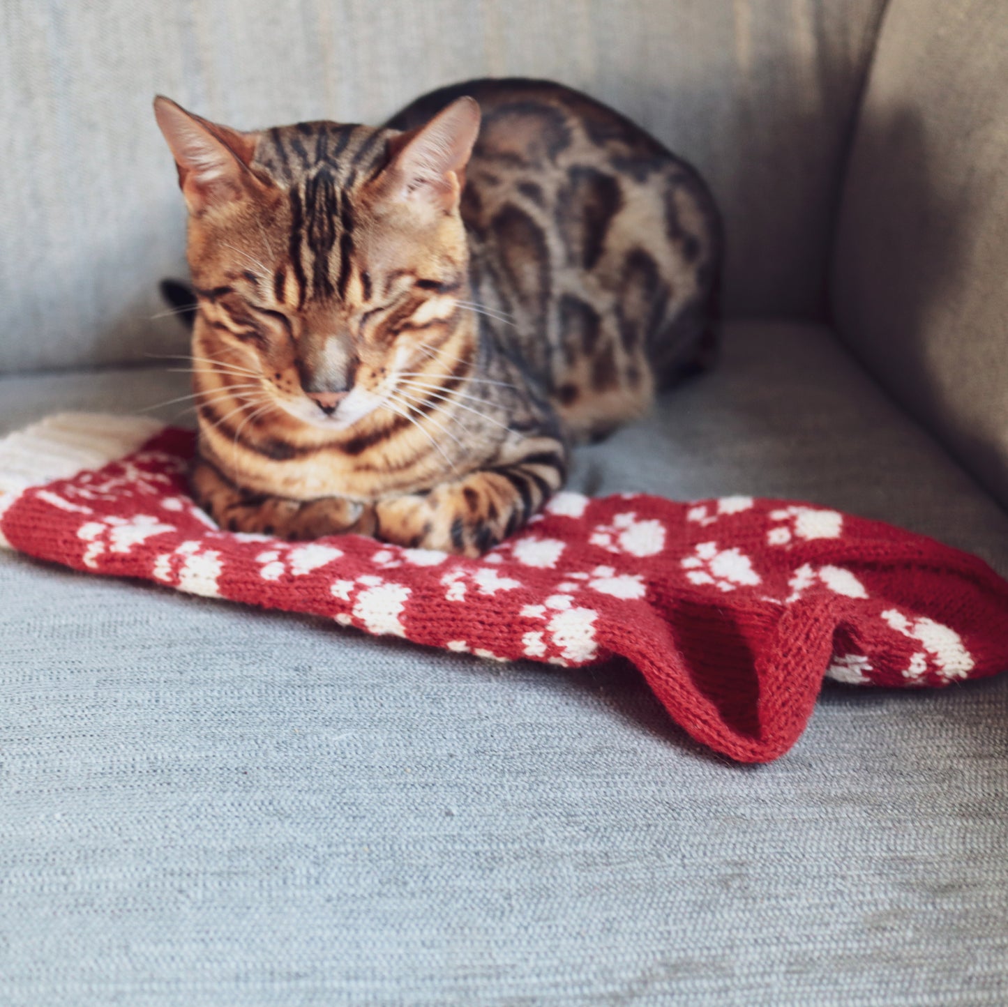Paws Christmas Stocking pattern for pets
